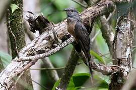 Sulawesi Brush Cuckoo