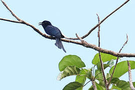 Square-tailed Drongo-Cuckoo