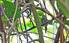 Trilling Tailorbird