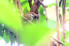 Trilling Tailorbird