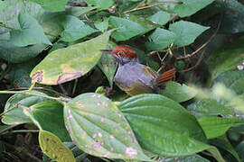 Grey-backed Tailorbird