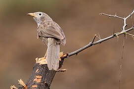 Arabian Babbler