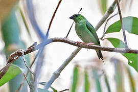 Green-faced Parrotfinch