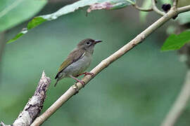 Buzzing Flowerpecker