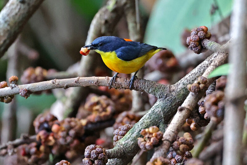 Orange-bellied Flowerpecker male adult