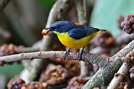 Orange-bellied Flowerpecker