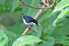 Bicolored Flowerpecker