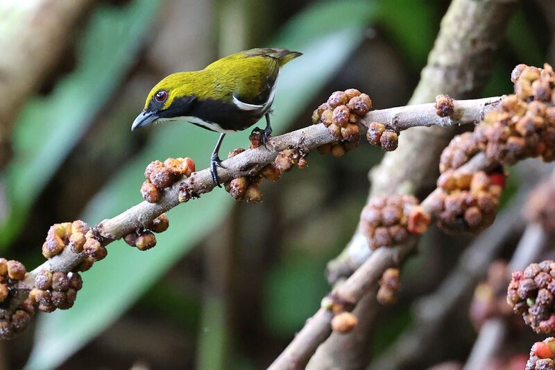 Olive-backed Flowerpecker male adult