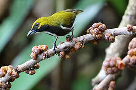 Olive-backed Flowerpecker