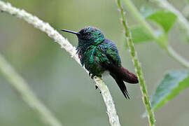 Garden Emerald