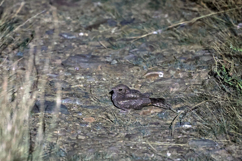 Plain Nightjar