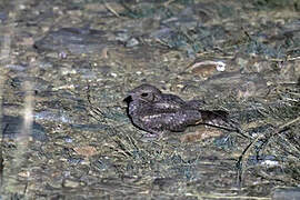 Plain Nightjar