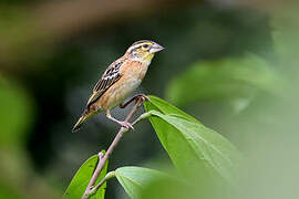 Golden-backed Bishop