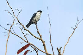 Philippine Falconet