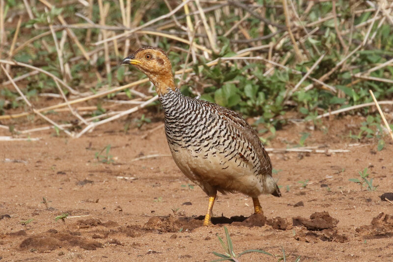 Coqui Francolin - Pictures, page 1
