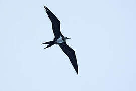 Ascension Frigatebird