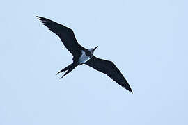 Ascension Frigatebird