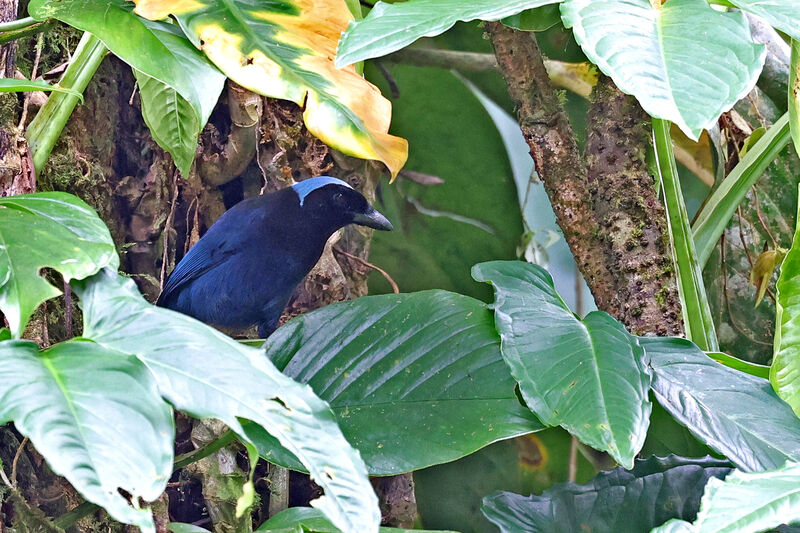 Azure-hooded Jay