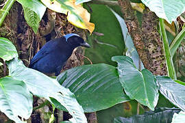 Azure-hooded Jay