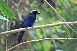 Azure-hooded Jay