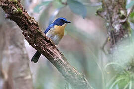 Palawan Blue Flycatcher