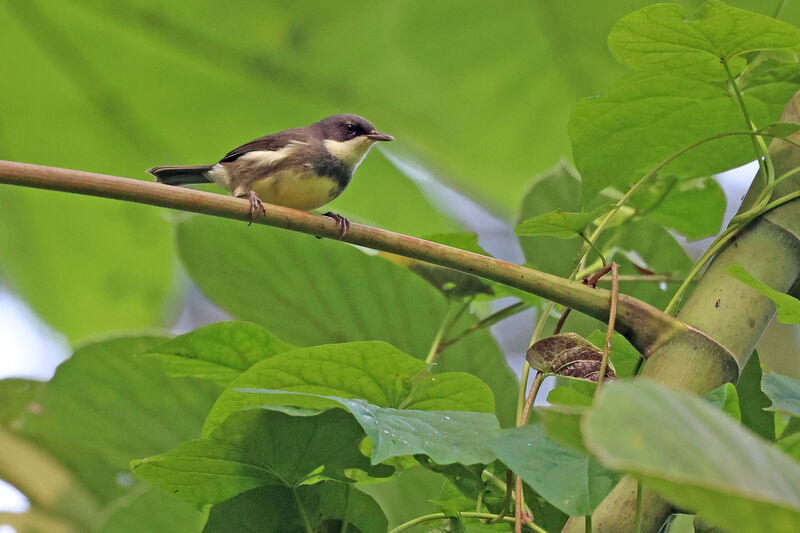 Gobemouche de Dohrnadulte