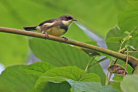 Dohrn's Warbler