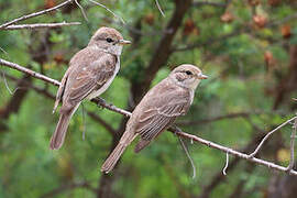 Gambaga Flycatcher