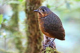 Scaled Antpitta