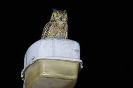 Arabian Eagle-Owl