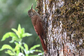 Spot-crowned Woodcreeper