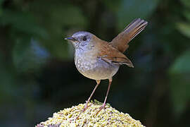 Black-billed Nightingale-Thrush