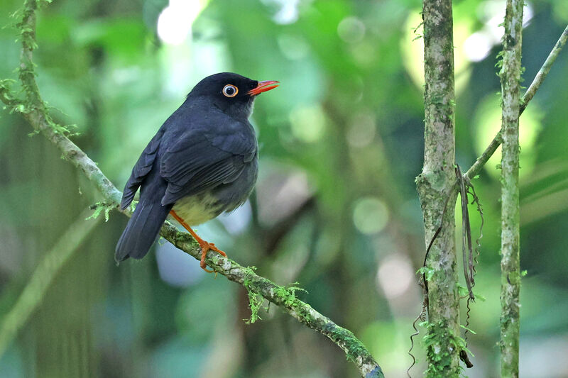 Slaty-backed Nightingale-Thrushadult