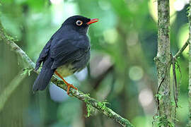 Slaty-backed Nightingale-Thrush