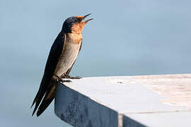 Pacific Swallow