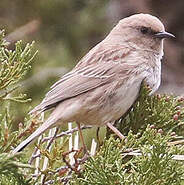 Kozlov's Accentor - Prunella koslowi