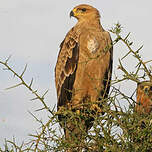 Aigle ravisseur