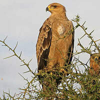 Aigle ravisseur