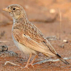 Alouette d'Arabie