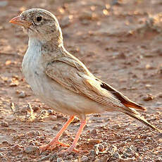 Alouette d'Arabie