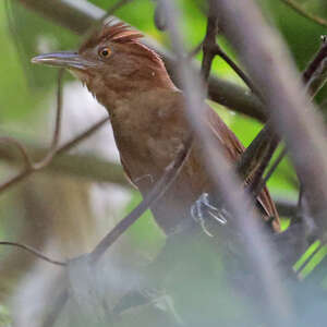 Anabate à couronne rousse