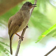 Bulbul à front cendré