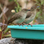 Bulbul aux yeux rouges