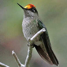 Colibri du Chili