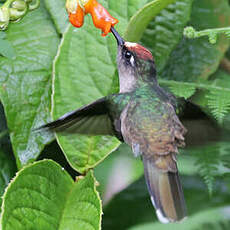 Colibri du Tolima