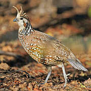 Galliformes