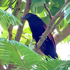 Coucal vert