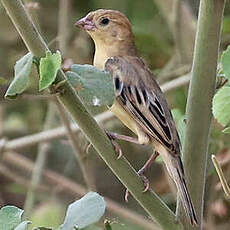 Moineau d'Arabie