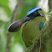 Motmot d'Équateur