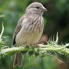 Serin d'Arabie